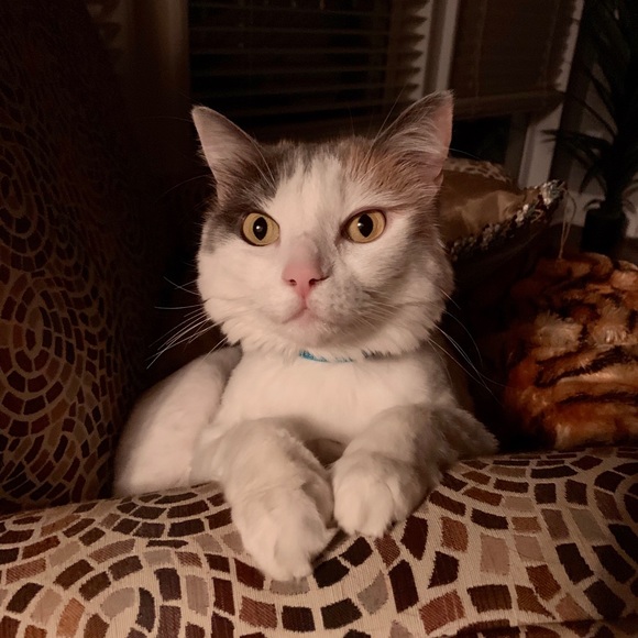 Meet your Posher, Jeff - Picture 1 of 1